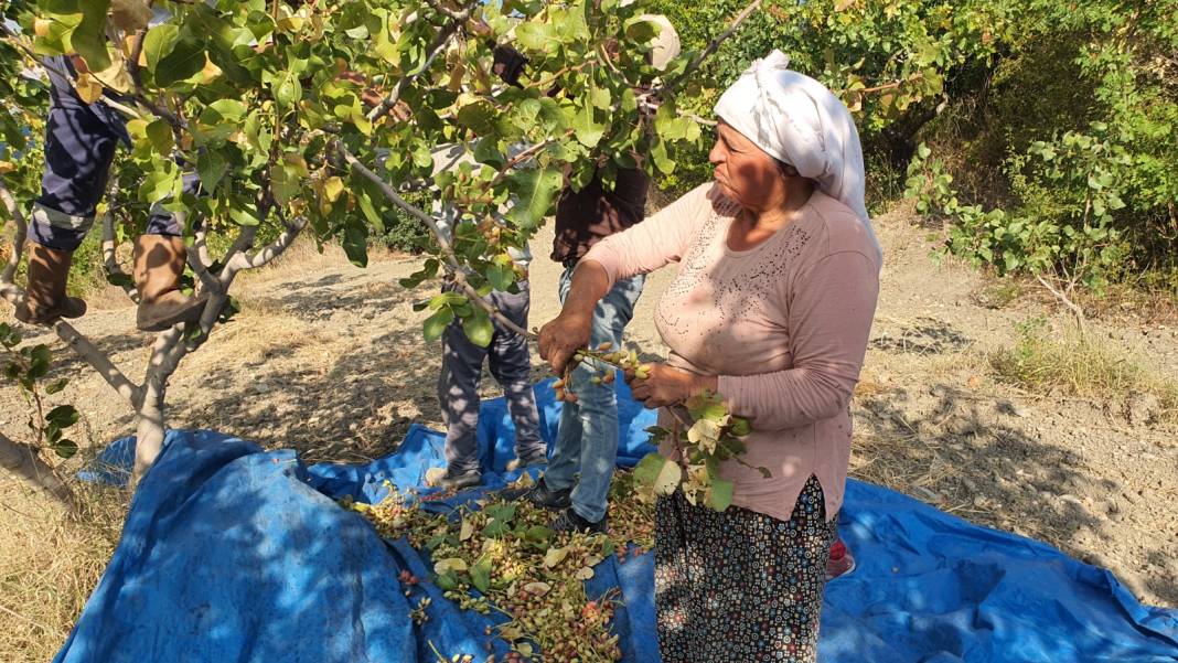 1000 km öteden Gaziantep'e fıstık satıyorlar: Bu yıl 270 ton hasat edildi 3